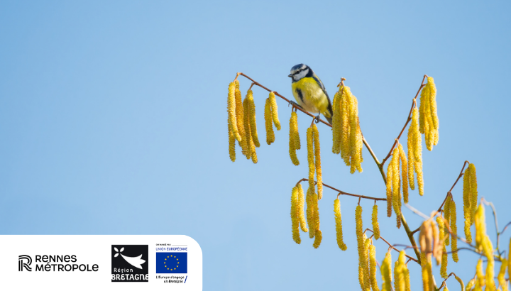 À la découverte des oiseaux des Prairies Saint-Martin à Rennes